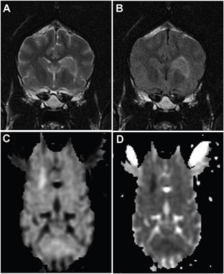 Multiplex analysis of cytokines in the cerebrospinal fluid of dogs after ischemic stroke reveals elevations in chemokines CXCL1 and MCP-1